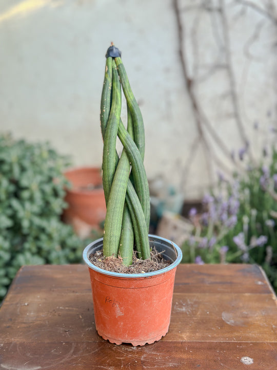 Sansevieria Tubular Trenzada