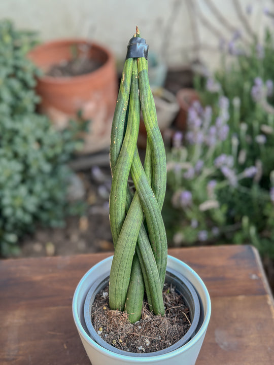 Sansevieria Tubular Trenzada