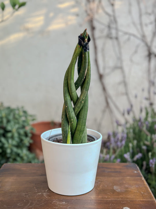 Sansevieria Tubular Trenzada