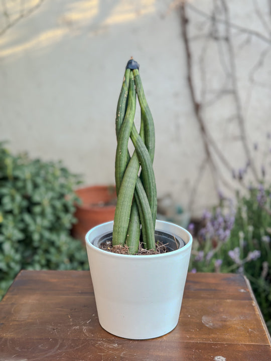 Sansevieria Tubular Trenzada