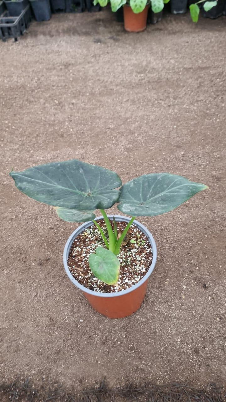 Alocasia Regal Shield