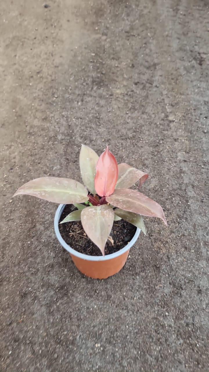Philodendron Cherry Red