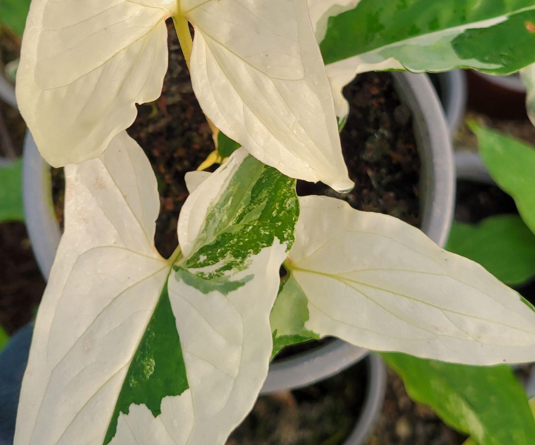 Singonio Variegado