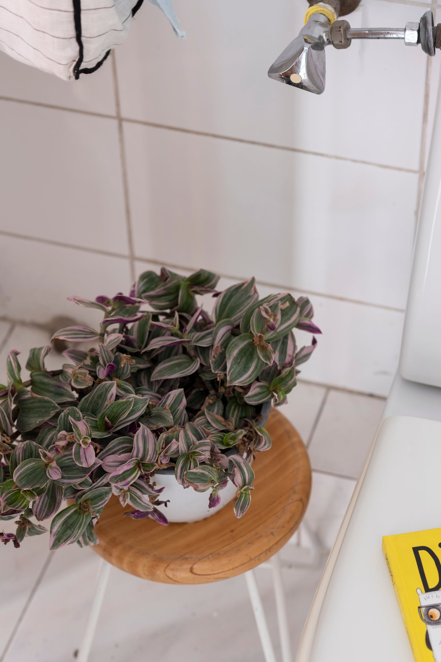 Tradescantia pink