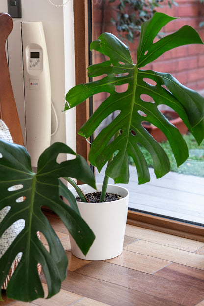 Monstera deliciosa