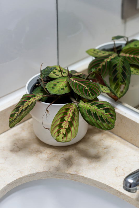 Maranta Leuconeura