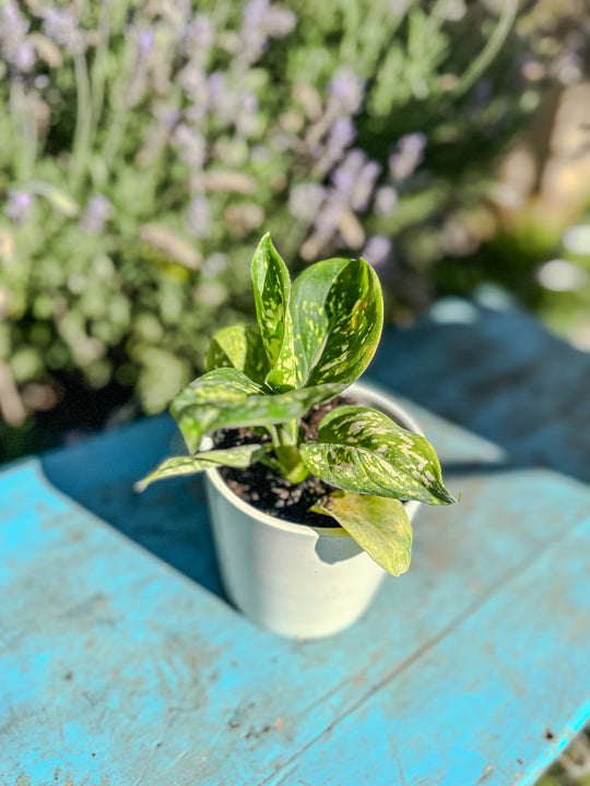 Aglaonema Anyamanee Jaspeado rojo