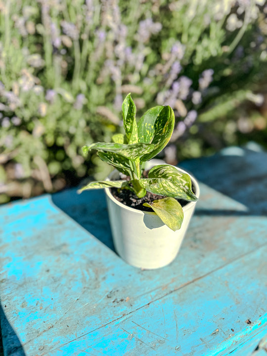 Aglaonema Anyamanee Jaspeado rojo