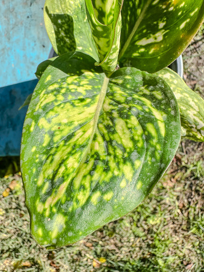 Aglaonema Anyamanee Jaspeado rojo