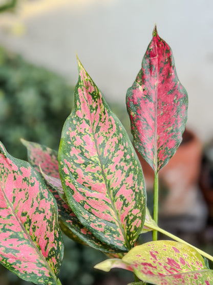 Aglaonema Anyamanee Jaspeado rojo (grande)