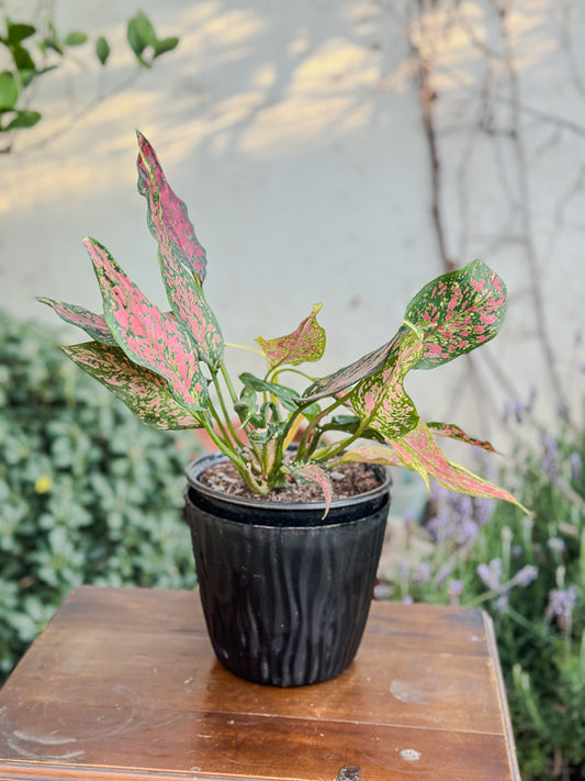 Aglaonema Anyamanee Jaspeado rojo (grande)