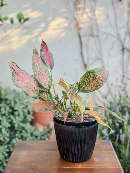 Aglaonema Anyamanee Jaspeado rojo (grande)