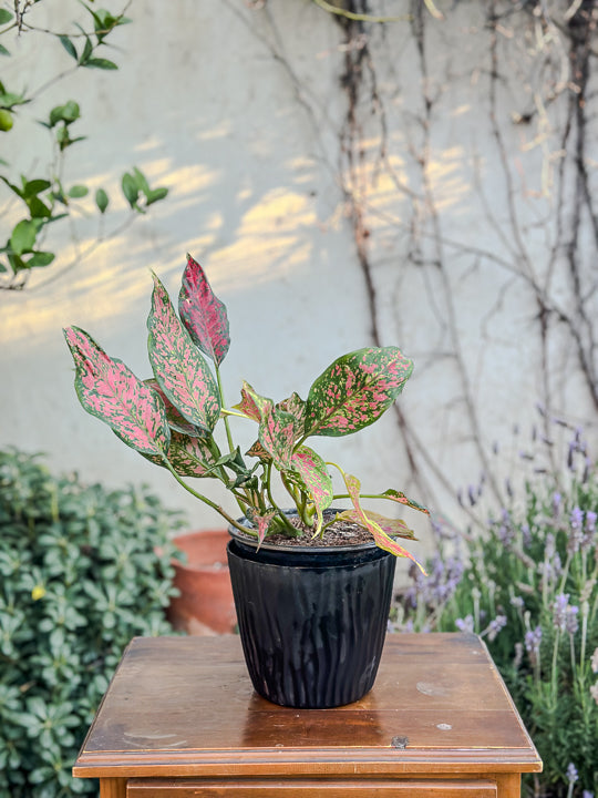 Aglaonema Anyamanee Jaspeado rojo (grande)