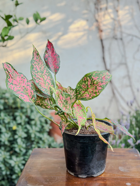 Aglaonema Anyamanee Jaspeado rojo (grande)