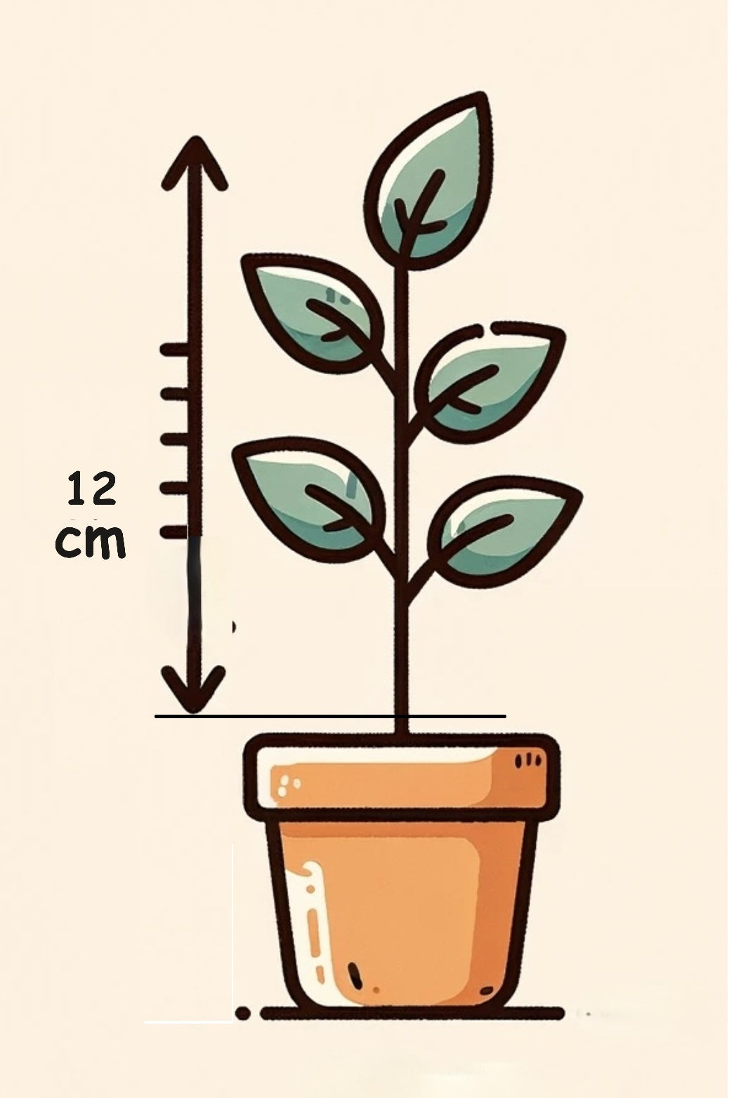 Aphelandra ( 12cm)