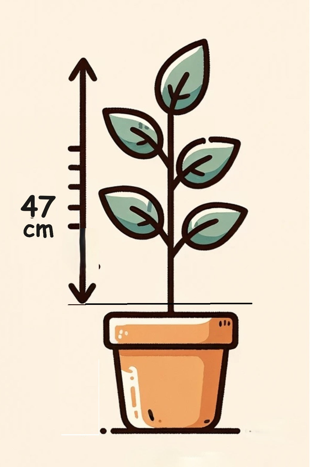 Sansevieria Zeylanica ( 47cm)