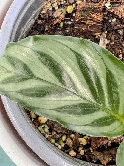 Calathea Makoyana