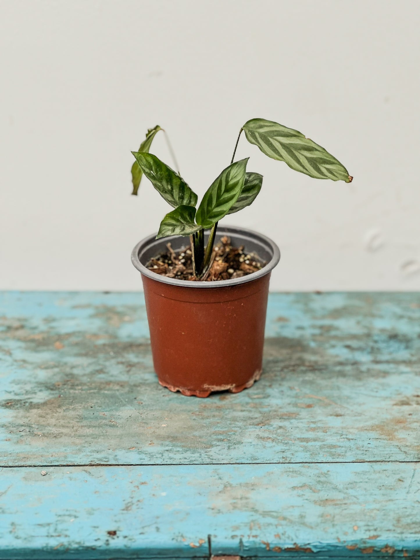 Calathea Makoyana