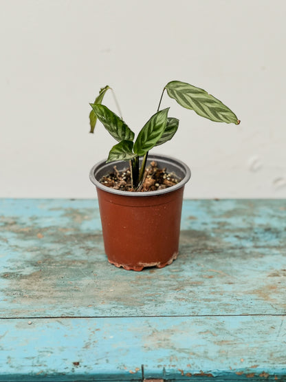 Calathea Makoyana