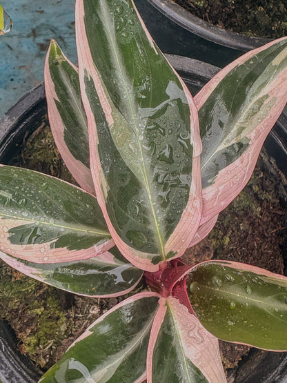 Calathea Triostar