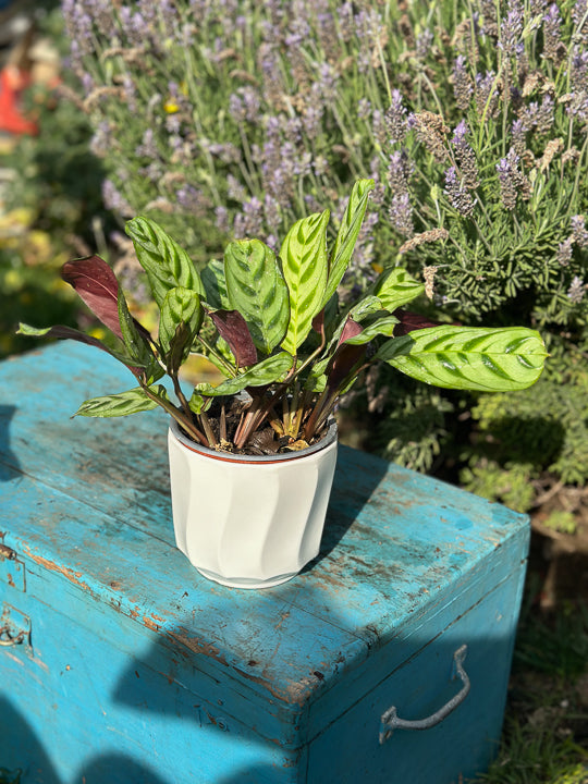 Calathea Makoyana (M)