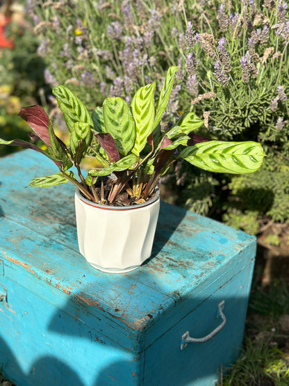 Calathea Makoyana (M)