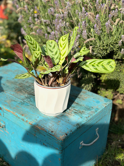 Calathea Makoyana (M)