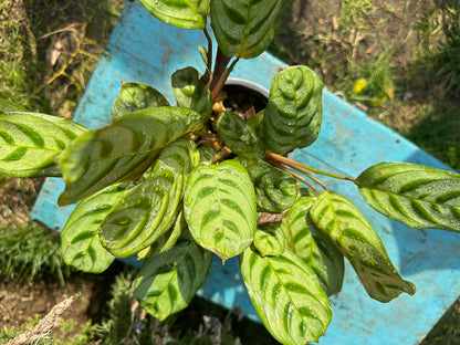 Calathea Makoyana (M)