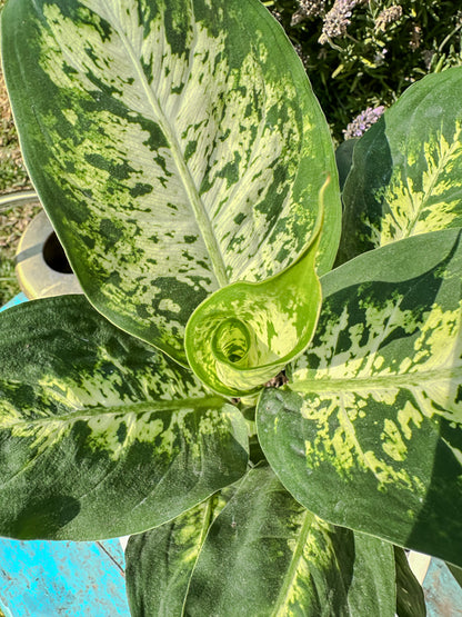 Dieffenbachia