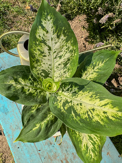 Dieffenbachia