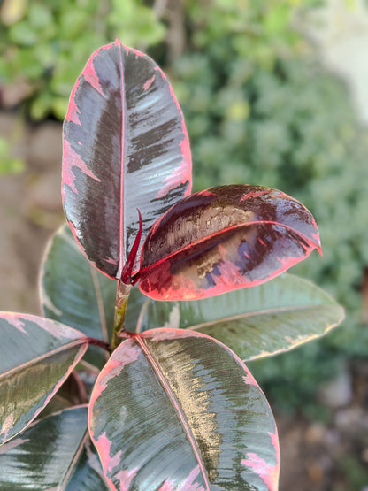 Ficus elastica Ruby