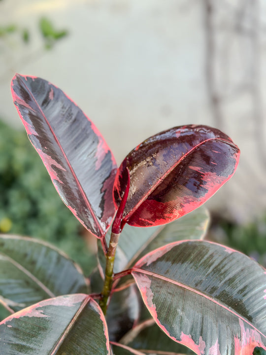 Ficus elastica Ruby