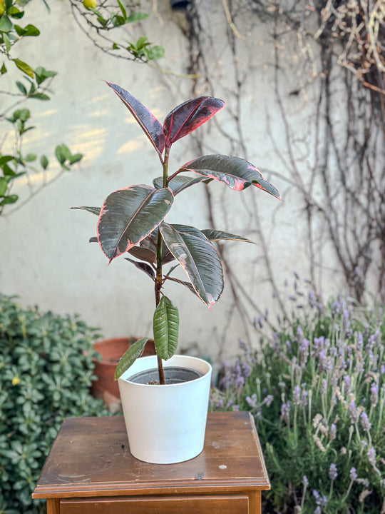 Ficus elastica Ruby