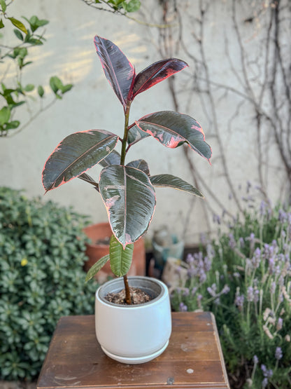 Ficus elastica Ruby