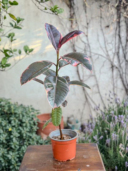 Ficus elastica Ruby