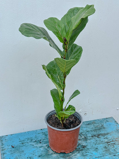 Ficus Lyrata Bambino