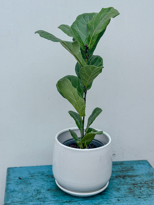 Ficus Lyrata Bambino