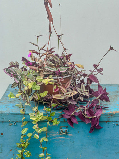 Tradescantia 3 Variedades