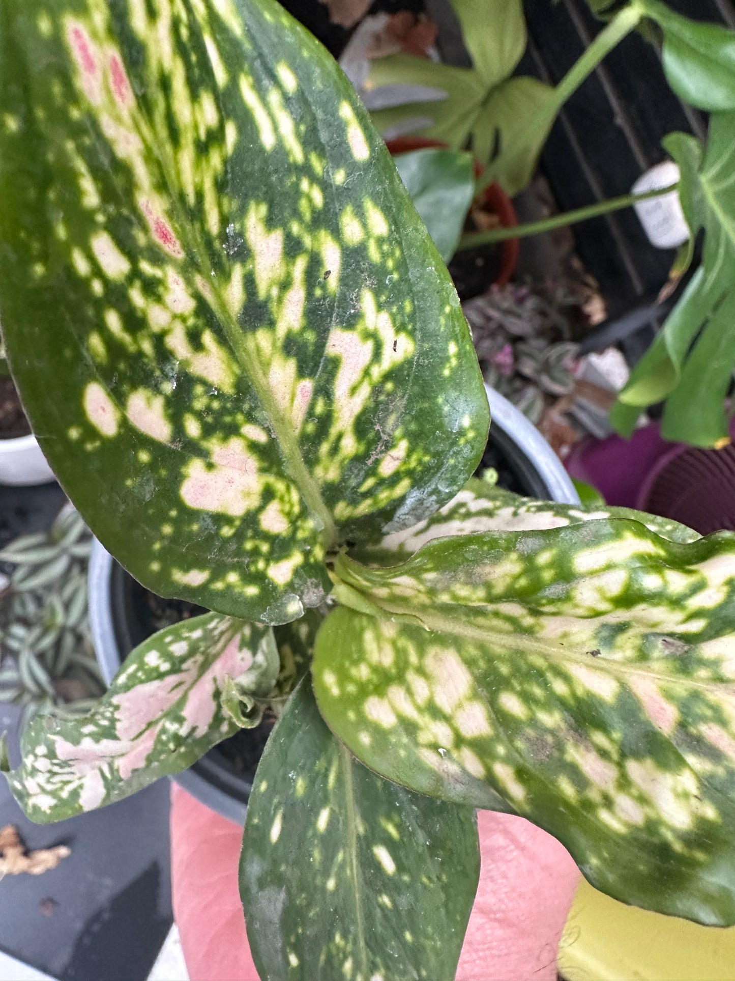 Aglaonema Anyamanee Jaspeado rojo