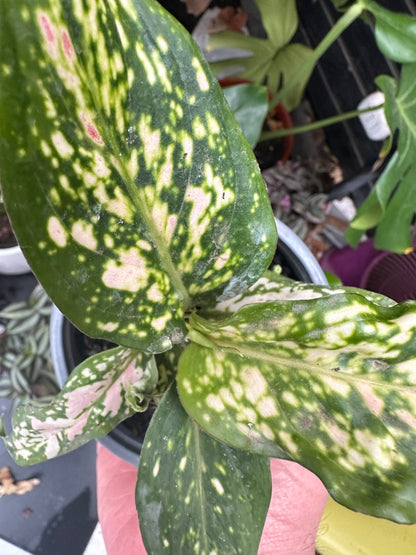 Aglaonema Anyamanee Jaspeado rojo