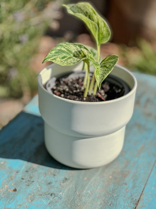 Scindapsus Marble Queen