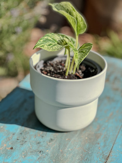 Scindapsus Marble Queen