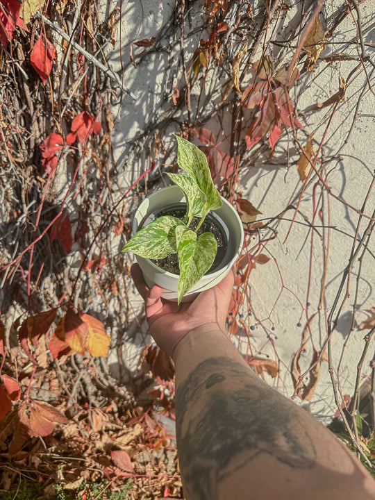 Scindapsus Marble Queen