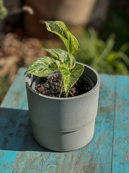 Scindapsus Marble Queen