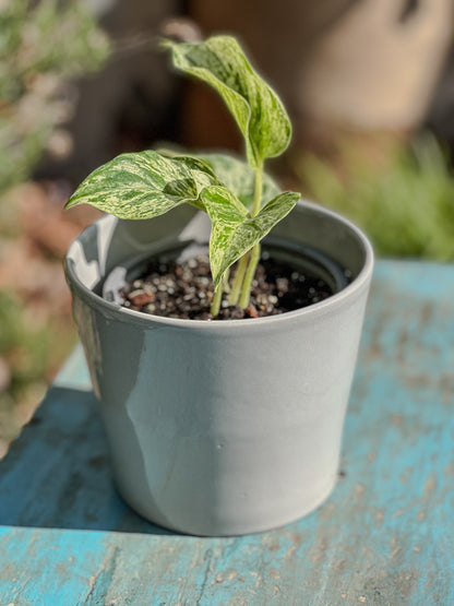 Scindapsus Marble Queen