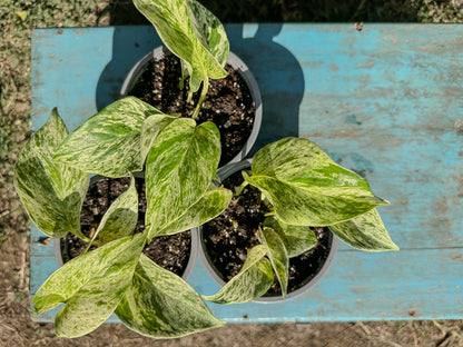 Scindapsus Marble Queen