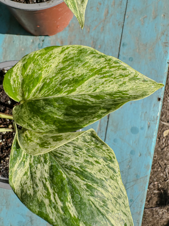 Scindapsus Marble Queen