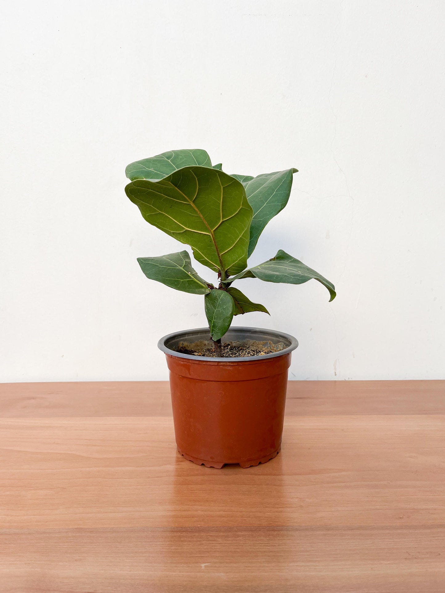 Ficus Lyrata