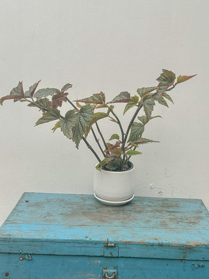 Begonia Alas de Angel