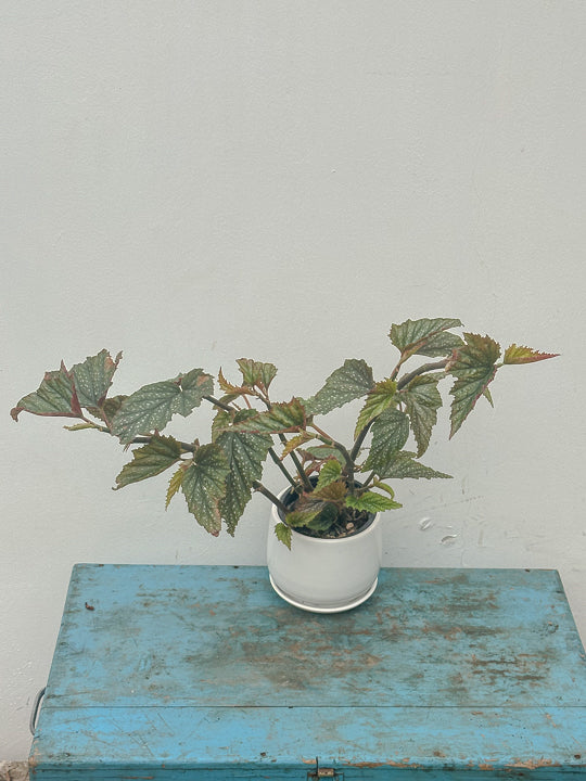 Begonia Alas de Angel